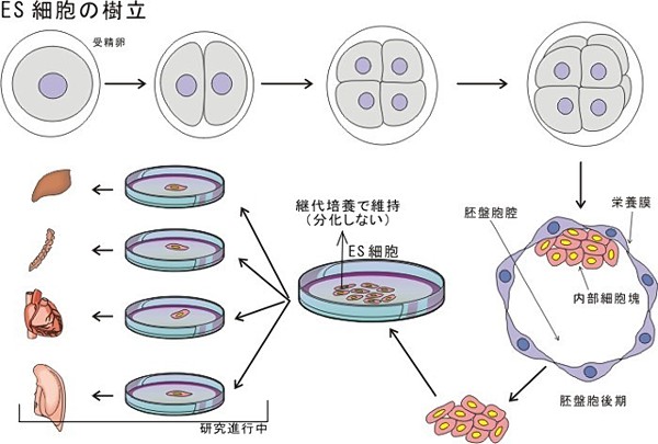 胚性幹細胞