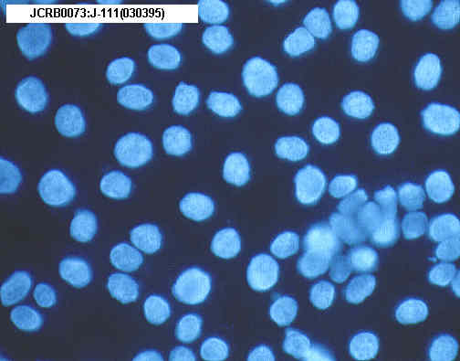 mycoplasma dapi