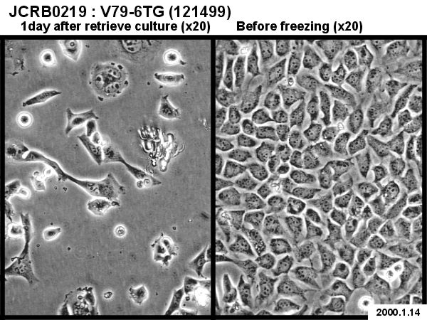 mycoplasma cell culture